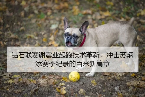 钻石联赛谢震业起跑技术革新，冲击苏炳添赛季纪录的百米新篇章